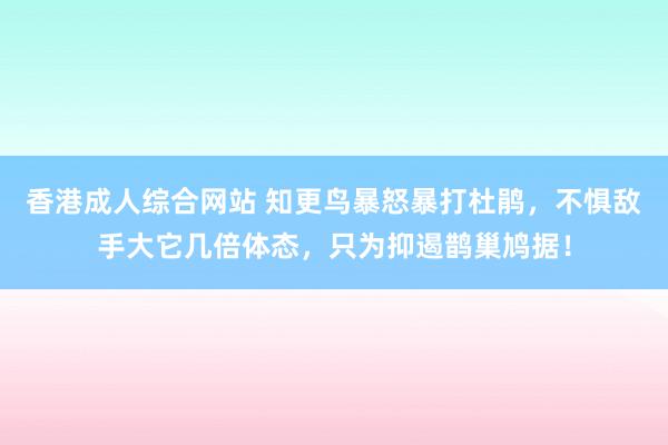 香港成人综合网站 知更鸟暴怒暴打杜鹃，不惧敌手大它几倍体态，只为抑遏鹊巢鸠据！