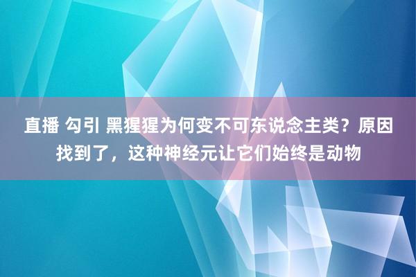 直播 勾引 黑猩猩为何变不可东说念主类？原因找到了，这种神经元让它们始终是动物