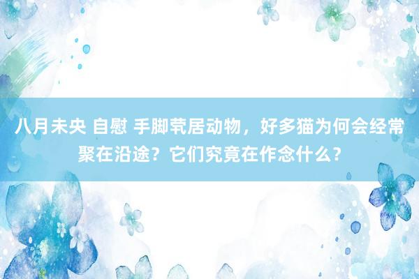 八月未央 自慰 手脚茕居动物，好多猫为何会经常聚在沿途？它们究竟在作念什么？