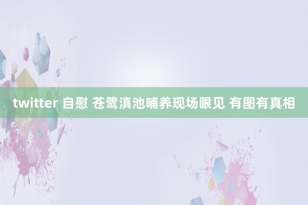 twitter 自慰 苍鹭滇池哺养现场眼见 有图有真相